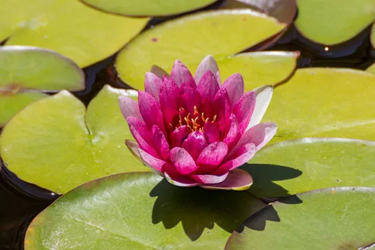 杏宇娱乐 移动应用背景